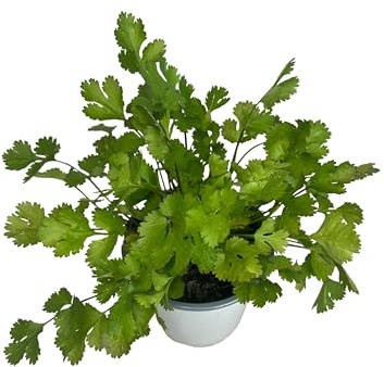Koriander – Natürliche Außenpflanze – 13-cm-Topf – Aromatische Pflanze für Terrasse und Garten