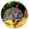 Vinyl-Aufkleber (Set von 2) 10 cm – Garten Igel Blumentopf-Aufkleber für Laptops, Tablets, Gepäck, Scrapbooking, Kühlschränke, 13045