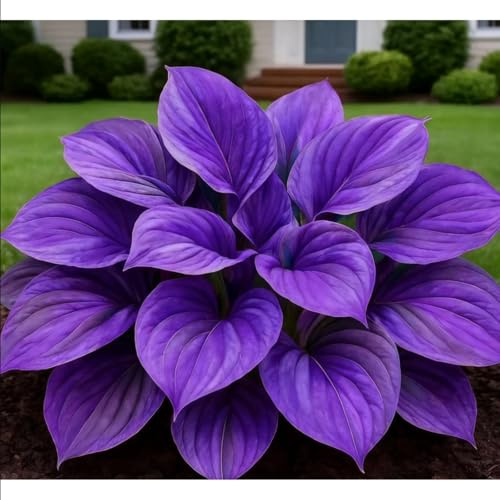 Hosta perenni resistenti, facili da curare, hosta, resistenti, viola scuro, decorazione eccellente, bellissime.-10rhizome-I