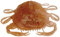 Berkley Gulp!® Saltwater Peeler Crab; Soft Bait Fishing Lure for Saltwater Predators; Realistic Crab Imitation with Scent Dispersion for Redfish, Flounder & Sheepshead, 5cm, Amber Glow