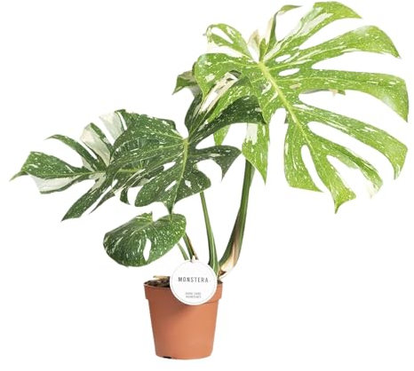 Trendyplants special - Monstera Thai Constellation - Zimmerpflanze - Höhe 45-65 cm - Topfgröße Ø15cm
