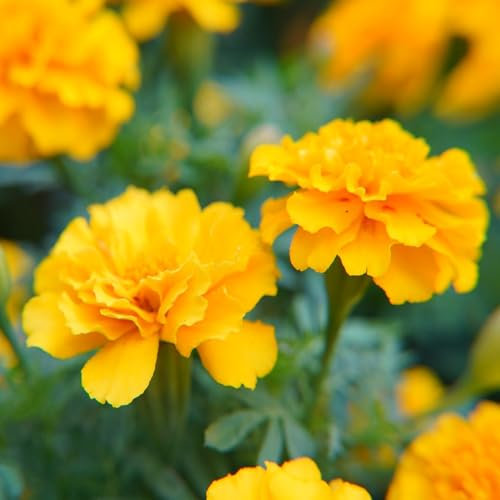 90 pcs ringelblumen samen bio bonsai topf exotische zimmerpflanzen Tagetes erecta,ringelblume blumenwiese samen mehrjährig winterhart deko pflanzen winterharte stauden extrem winterharte