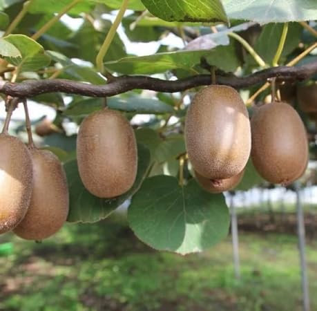 60 graines de kiwi marron