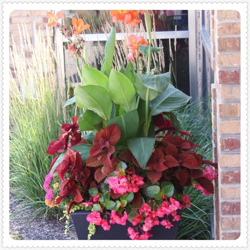 Canna Zwiebeln Bonsai Pflanzen DIY Garten Winterhart Mehrjährig Winterhart zwiebeln