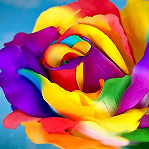 TOYHEART 200Pcs Semi di Fiori Premium, Semi di Rosa Arcobaleno Colture Decorative A Crescita Rapida Giardino Piante dai Colori Vivaci Semi per Cortile Multi