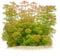 Limnophila sessiliflora Blütenstielloser Sumpffreund - in vitro 8,5cm Bechergröße - in vitro Wasserpflanzen für Aquarien