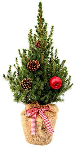 Geschmückter Weihnachtsbaum Außendekoration Zuckerhutfichte winterhart Picea glauca 'Conica' im Topf gewachsen (Jute mit Schleife 1 Apfel und 2 Zapfen 40-50cm)