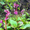 bergenien winterhart samen heilkräuter, kräutergarten küche gartenpflanzen, bergenia cordifolia, küchenkräuter balkonpflanzen, kräuter pflanzen bodendecker winterhart mehrjährig 60pcs