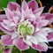 Clematis 'Empress' TM Evipo 011 (N)