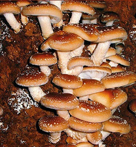 Pot Seed : Spores Seeds Shiitake Imperator Japanese Mushrooms Fungus Dry Mycelium 20 g:SEEDS