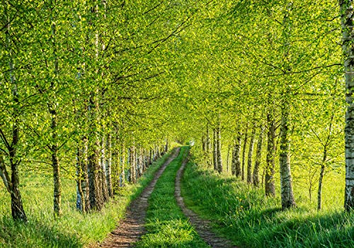 wandmotiv24 Fototapete Birkenwald Wege Bäume Gräser, M 250 x 175 cm - 5 Teile, Wanddeko, Wandbild, Wandtapete, Birken Wald Pfade Wiese M5837