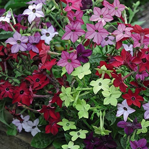 Tobacco Plant Seeds Nicotiana x sanderae 'Eau de Cologne Mixed' F1 Hybrid Fragrant White Pink Purple Blooms Half-Hardy Annual Easy to Grow Flowers 1x Pack (Approx. 40 Seeds) by Thompson and Morgan