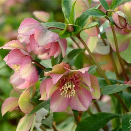 50 Pcs Christrosen Pflanzen Winterhart Samen, Christrose Samen, Winterharte Pflanzen Für Balkon, Winterharte Pflanzen Für Garten, Helleborus Thibetanus, Blumensamen Gastgeschenk,