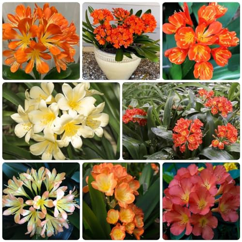 50 Pcs Clivia Pflanze Samen, Blumenmischung, Blumen Deko Wohnzimmer, Blumen Samen (Clivia Miniata) Blumen Für Balkon, Seltene Pflanzen, Kletterpflanzen Blumenwiese Samen, Balkonpflanzen