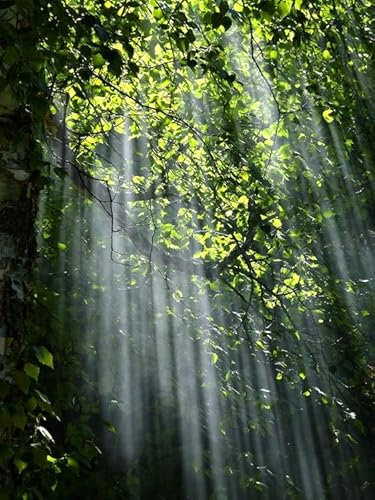 Licht im Wald – 8000-teiliges Holzpuzzle – Puzzles für Familienaktivitäten