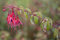 Fuchsia magellanica 'Tom Thumb' ca. 11x11 cm Topf - Zwergfuchsie, zweifarbige Blüten, Blütezeit Juni-Oktober, ideal für Kübel, winterhart und pflegeleicht