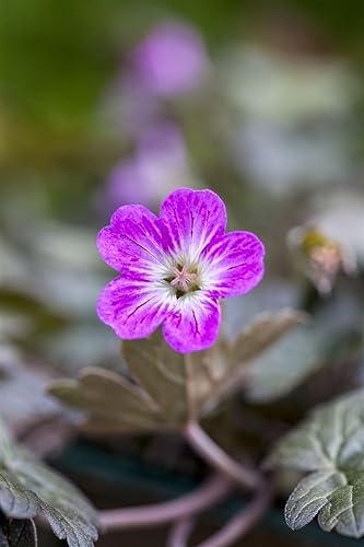 Storchschnabel 'Orkney Cherry' im Topf Geranium oxonianum Bodendecker