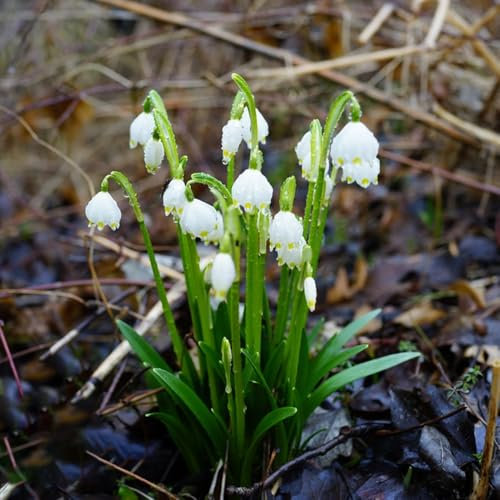 12 pcs märzenbecher zwiebeln winterhart mehrjährig, winterharte pflanzen für balkon deko blumen gartendeko für draußen pflanzen winterhart, zwiebelblumen schnittblumen hochbeete für