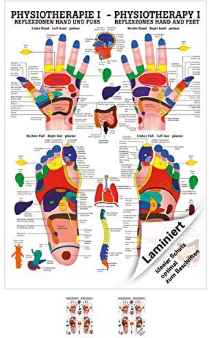 Rüdiger Reflexzonen Poster Anatomie 70x50 cm medizinische Lehrmittel