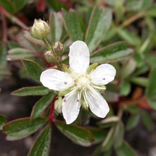 6 x Fingerstrauch 'Nuuk' - Potentilla Tridentata 'Nuuk' Topf 9x9cm: Robuste Staude für sonnige Beete