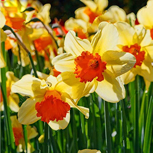 Sumpf Frische 100 Stück Narzissen (nicht Narzissen Zwiebeln) Blumensamen zum Pflanzen Gelb Orange