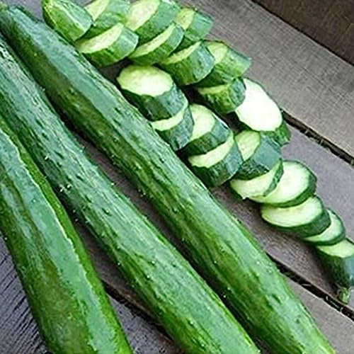 PERZOE 50 Pezzi di Semi di Cetriolo Lungo decapaggio, pianta da Giardino nutriente per Frutta e Verdura Semi di Cetriolo