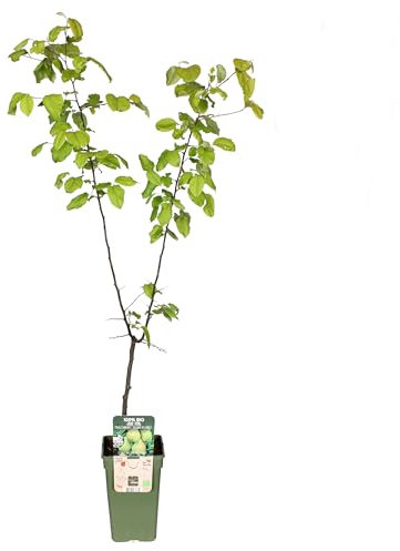 Cultiva Peras Frescas con un Árbol Frutal de Peral en tu Jardín