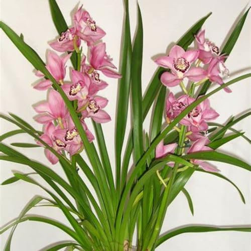 Cymbidium Bulbos,cymbidium 0rchidee,orquídeas bulbos,bulbos De Phalaenopsis,Perenne,romántico,Orquídeas plant,regalo,decoración de interiores y jardines,buena resistencia al frío.