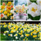 Narzissen Zwiebeln Frühlingstraum Kollektion - 25 Blumenzwiebeln mehrjährig und winterhart - Duftende Osterglocken mix aus Holland - für Garten und Topf (keine Samen - nicht künstlich)