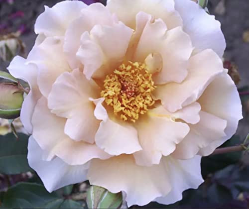 'Julia's Rose' Potted Rose - Beautiful Unusual Dusky Pink Blooms - Hybrid Tea Rose - Lovely Gift Idea - Named Rose - 4 Litre Pot