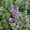 6x Katzenminze 'Six Hills Giant' - Nepeta faassenii ‘Six Hills Giant’ - Topf 9x9cm