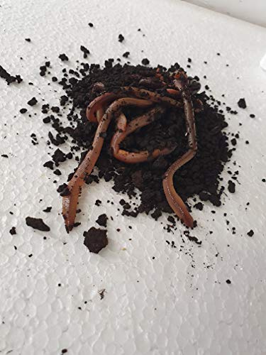 Sahawa Angelköder Kanadischer Tauwurm 1x 10 Stück in der Dose frische lebende Köder