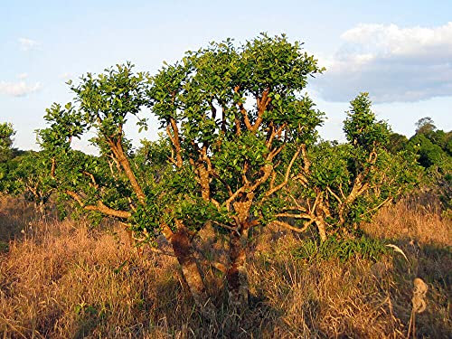 Ilex Paraguariensis Yerba Mate 10 fresh seeds