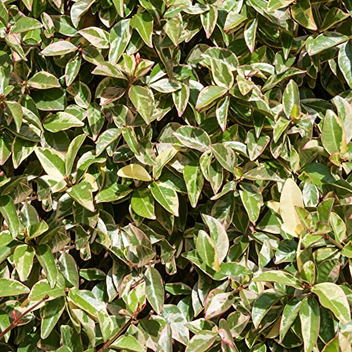 Trachelospermum Variegatum Evergreen Variegated Garden Climber Climbing Jasmine Scented Outdoor White Flowering Shrub Plant in Pot