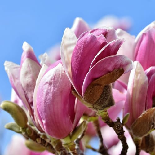 Magnolie Betty 2L - Die attraktivste Magnoliensorte