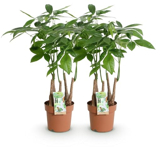 Pachira aquatica Mehrstamm Geldbaum, Grün, 2 Stück, 17cm