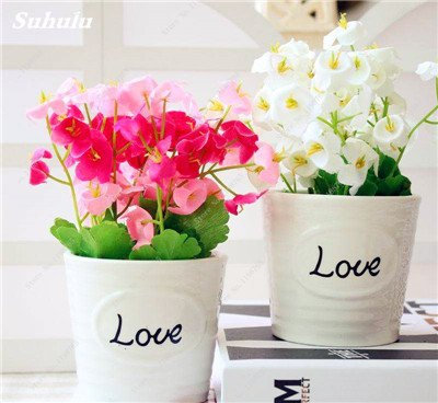 120 Semillas PC Campanula Bonsai hermosa variedad de flores completa, la brotación de envío Tasa de 95% Bellflower plantas ornamentales gratuito 3