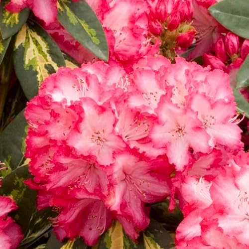 Rhododendron 'Président Roosevelt' 40-50 cm pot | Feuillage panaché vert et crème, fleurs rouges, parfait haie & jardin