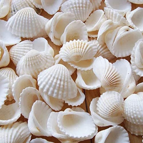 Muscheln Deko, 150 Stück Natürliche Jakobsmuscheln Muschel Weiße, 2-3.5 Cm Kleine Muscheln Zum Basteln Jakobsmuschel Mit Loch, 280g für DIY Muschelkette Seashells Paint Basteldekoration, VasenfüLler