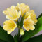 300 pcs Clivia Samen - blumensamen, deko garten Clivia Pflanze - Clivia miniata - gewächshaus balkon blumensamen geschenk deko pflanze mehrjährige Garten pflanzensamen exotisch wildblumensamen