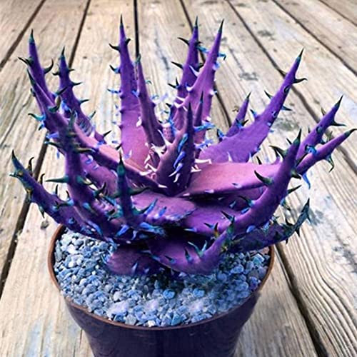 Haloppe 100 Pz Aloe Vera Fiori Piante Semi Per La Piantagione Del Giardino Di Casa, Rare Aloe Vera Pianta Grassa Perenne Anti-Radiazioni Semi Di Giardino Domestico 6# Semi di aloe vera