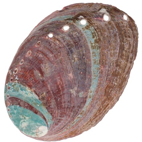 Support de Brûlage D’Herbe en Coquillage Brut pour Aquarium et Bureau | Décoration Naturelle, Usage Multi-fonction, Conteneur pour Brûler, Paysage D’aquarium, Maison