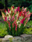 Ixia gemischt | 25 Stück | Blumenzwiebel | Knolle | Schnittblume | duftend | Gemischt | Rarität | Besonderer Sommerblüher | 100% Blütegarantie | QFB Gardening