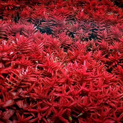 K2AQUA 10 x Loose Rotala Blood Red Live Aquarium Plant Red Green Colour Easy to Grow Ideal for Aquascaping Tropical Freshwater Tanks