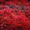 K2AQUA 10 x Loose Rotala Blood Red Live Aquarium Plant Red Green Colour Easy to Grow Ideal for Aquascaping Tropical Freshwater Tanks