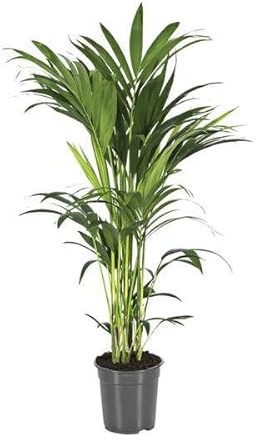 Kentia Howea Forsteriana Palmier d'intérieur, facile d'entretien, avec effet purificateur d'air, pour salon, bureau et véranda, diamètre : 21 cm, 110 cm