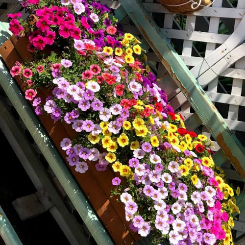 Zauberglöckchen samen (Calibrachoa elegans), winterharte pflanzen für garten,indoor garten bonsai samen,pflanzen für sonnige plätze blumen garten,pflanzen für draußen pflanzen 500pcs