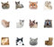 12 Pcs Funny Fridge Magnets, Cat Emoji Fridge Magnet | Cute Soft Magnetic Magnets for Metal Lockers | Strong Decorative Magnet for Whiteboard, Car, Kitchen, Office