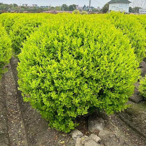 Semillas de plantas de seto de aligustre, arbustos de rápido crecimiento Ligustro lucidum - comprar semillas de árboles plantas exóticas plantas verdes plantas de jardín de rocas 500pcs