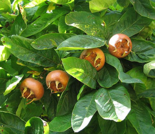 Auffällige Mispel, Mispel, Baum 10 Samen (essbare Früchte, Fall-Farbe)
